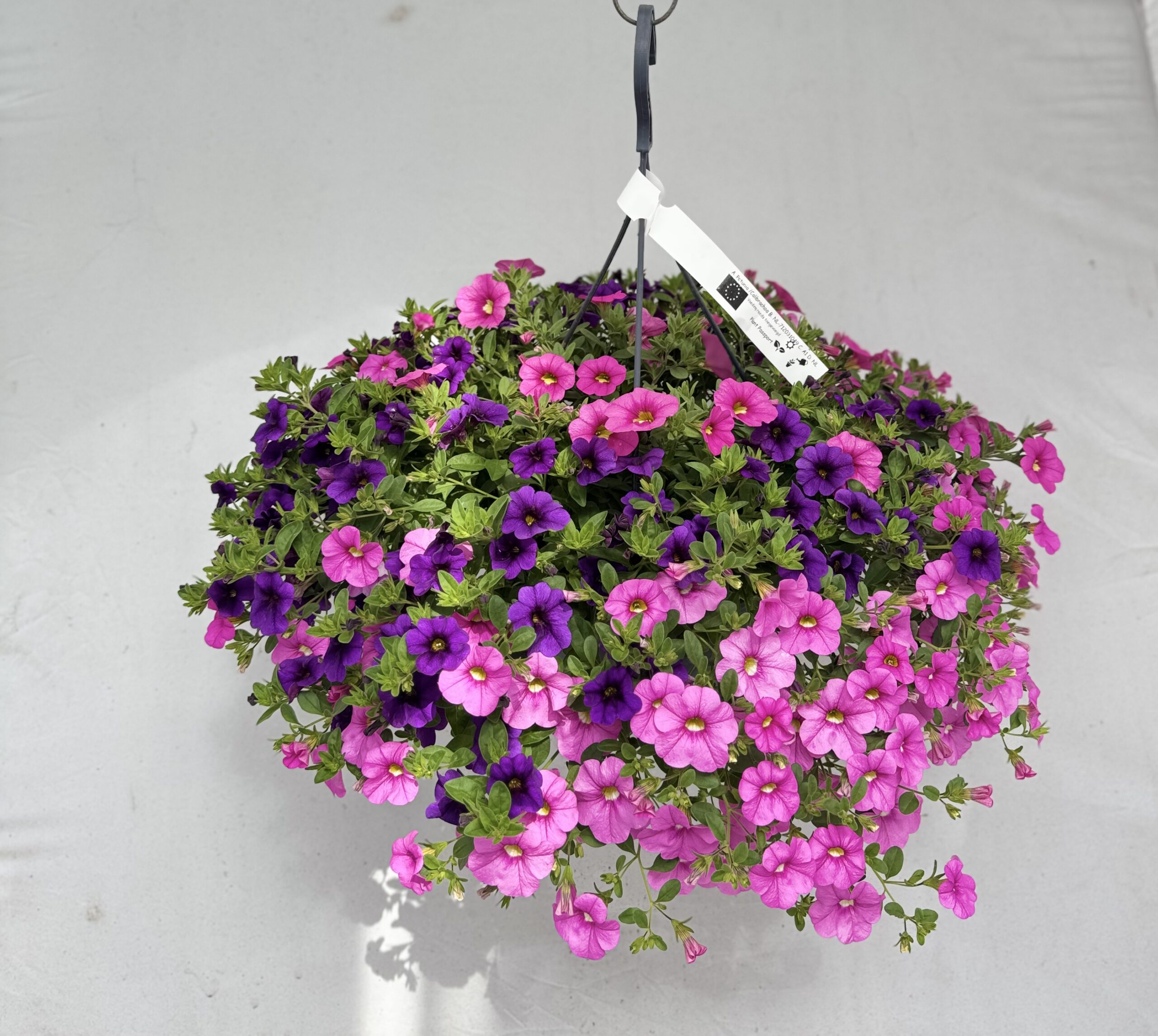  - Plant foto