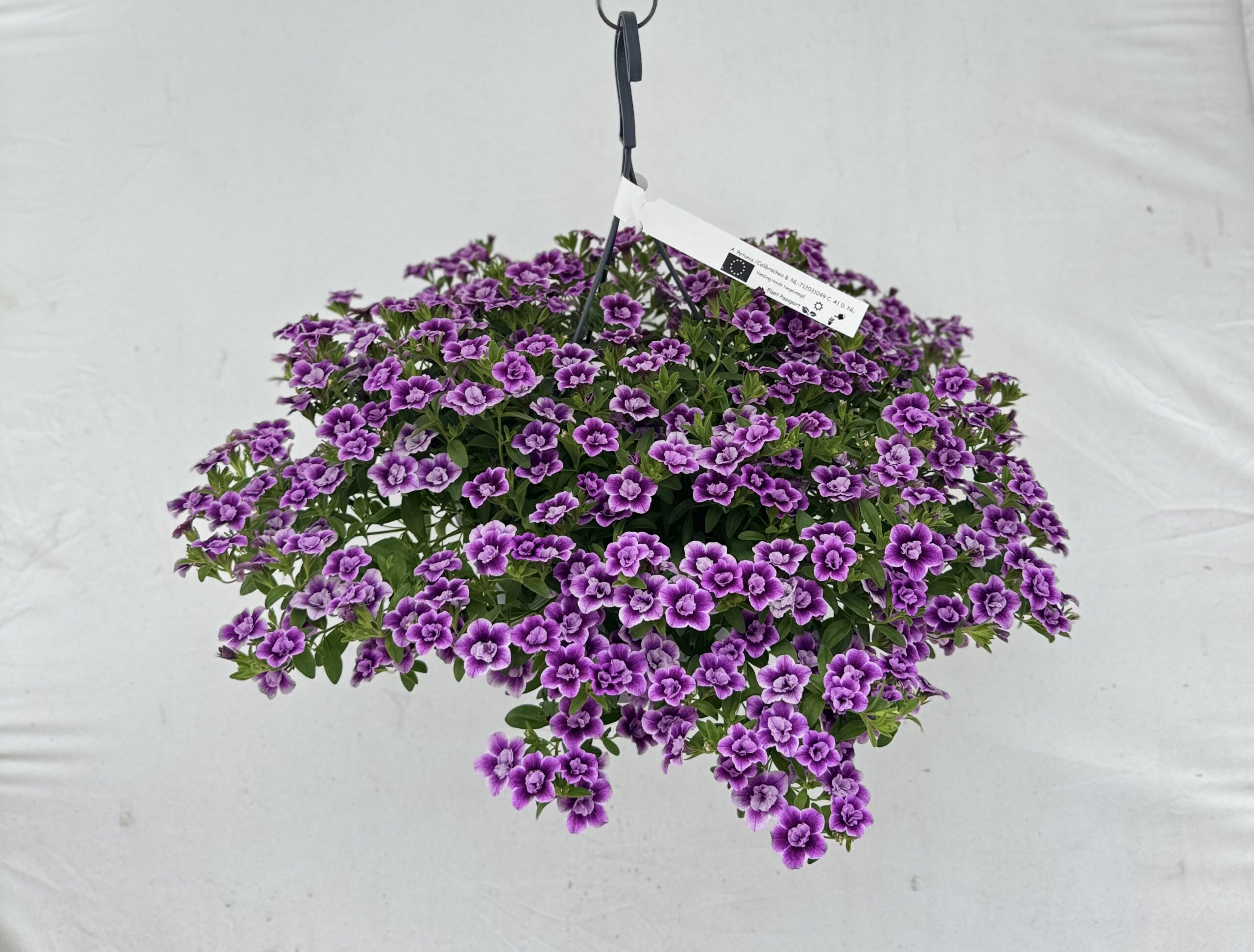  - Plant foto