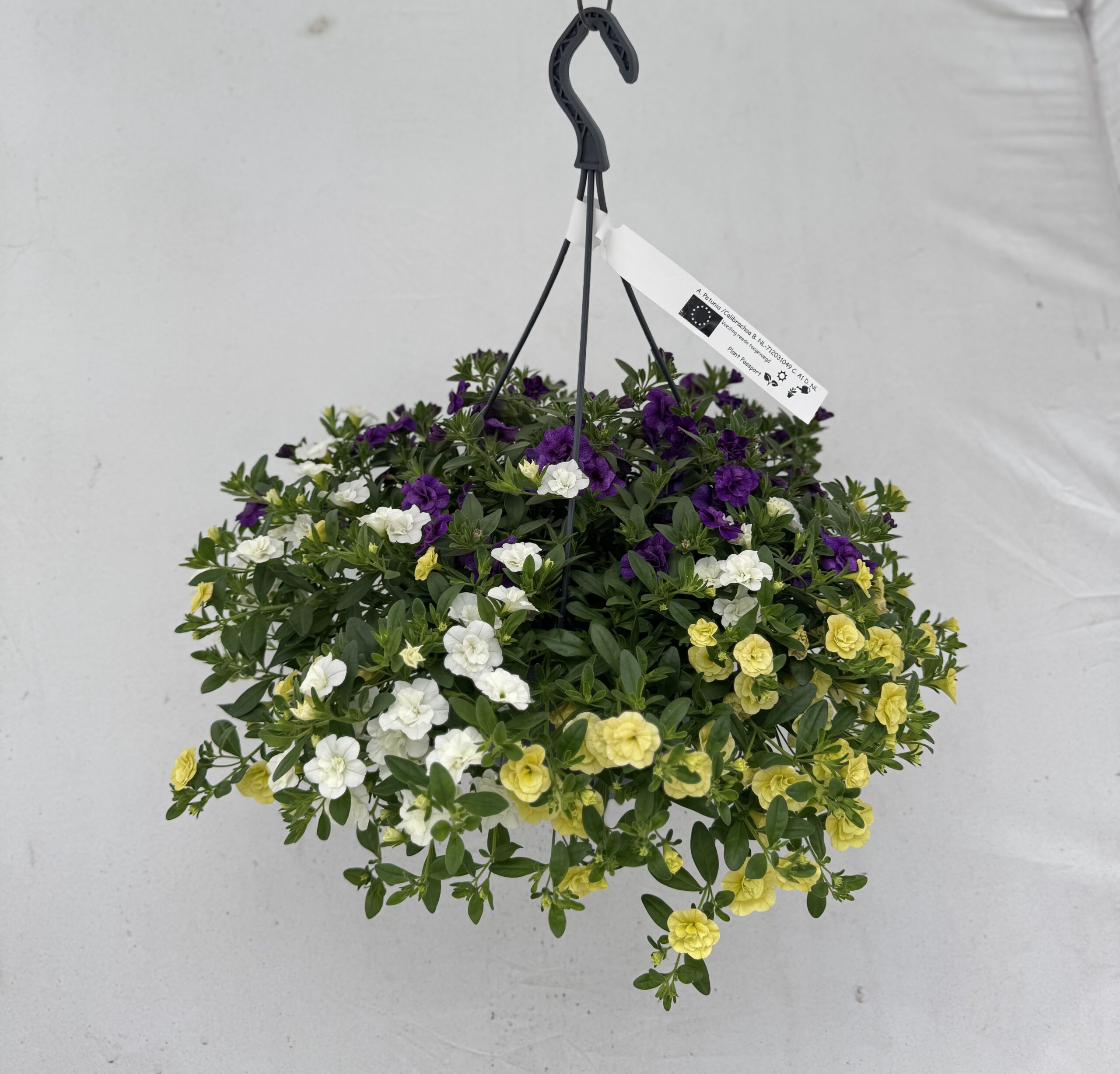  - Plant foto