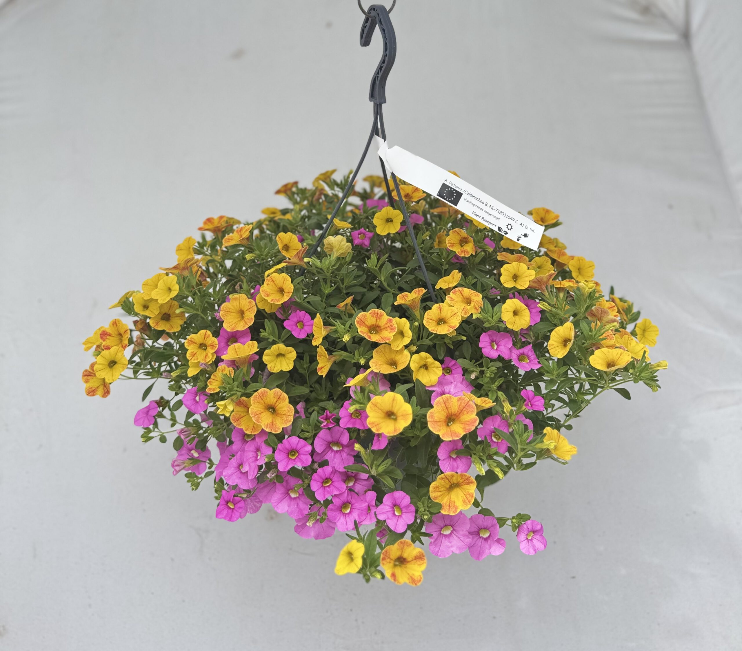  - Plant foto