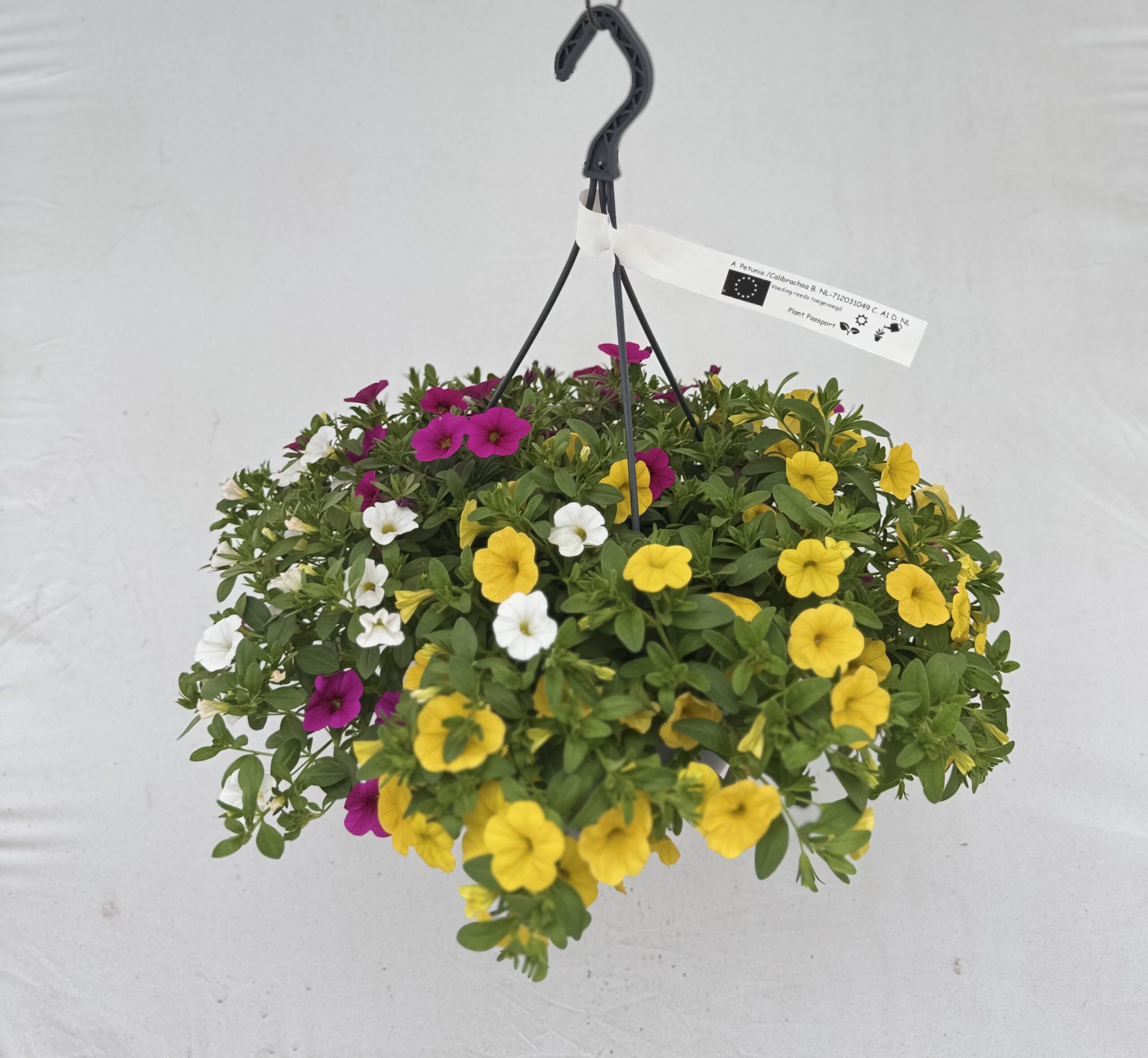  - Plant foto