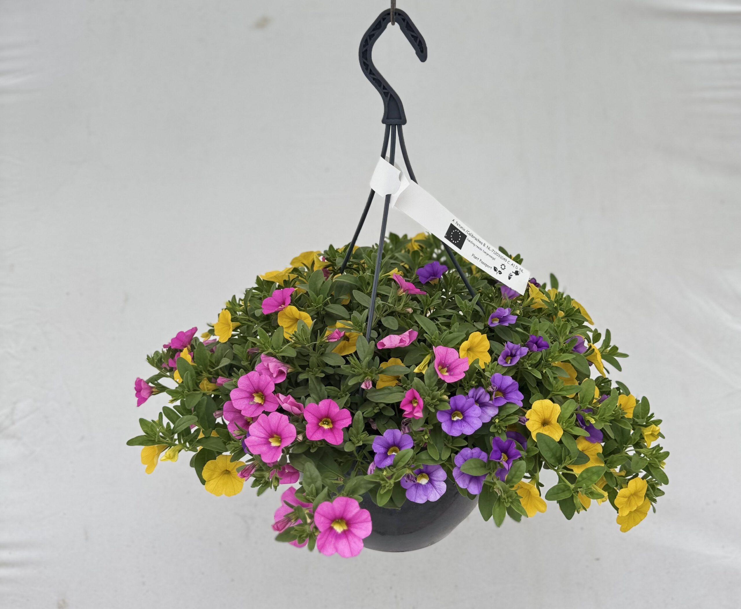  - Plant foto