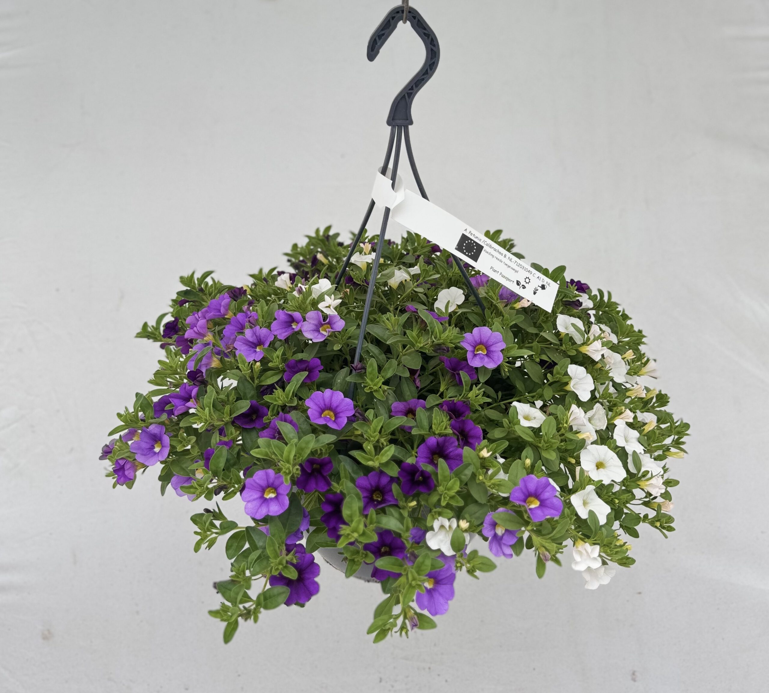  - Plant foto