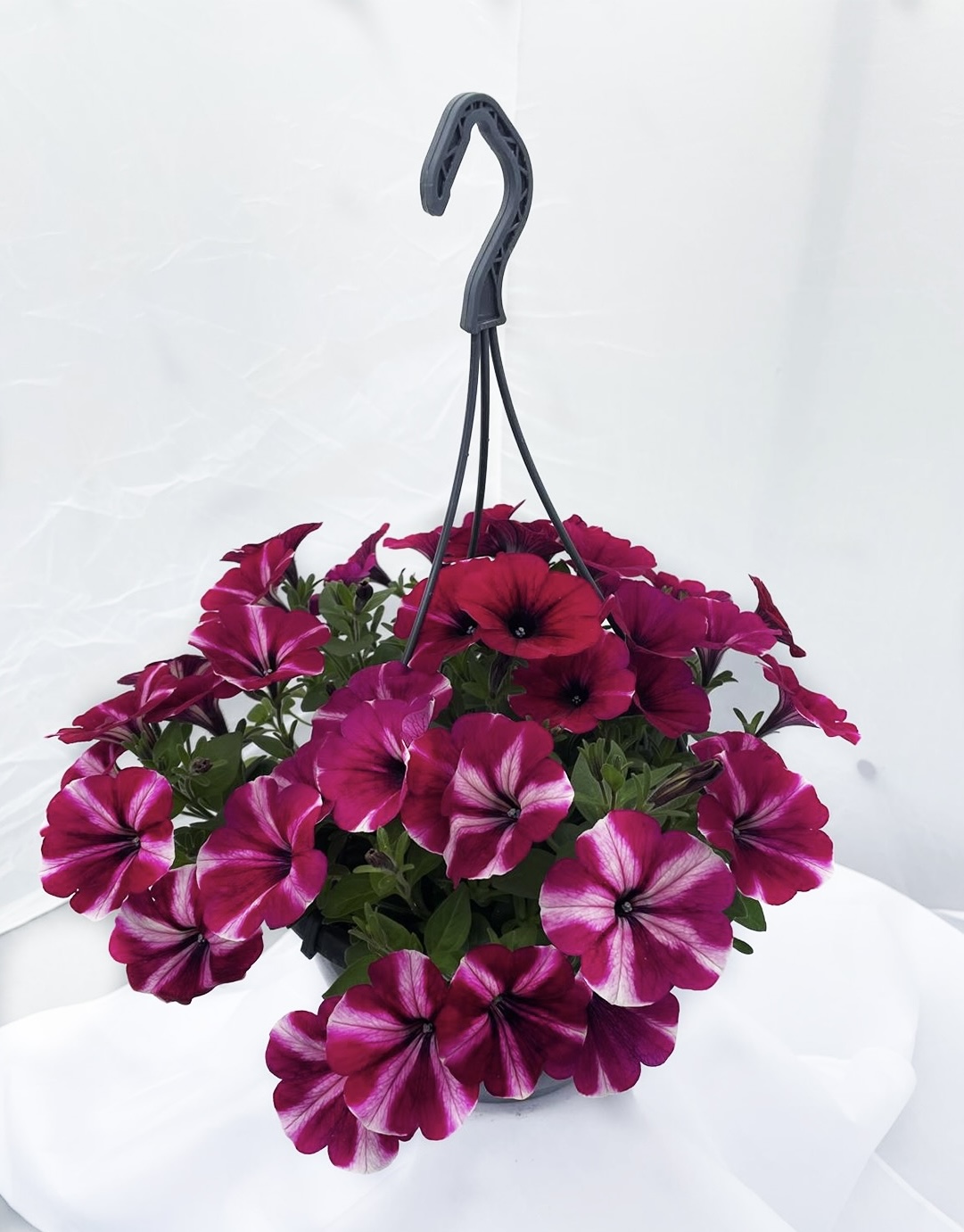  - Plant foto