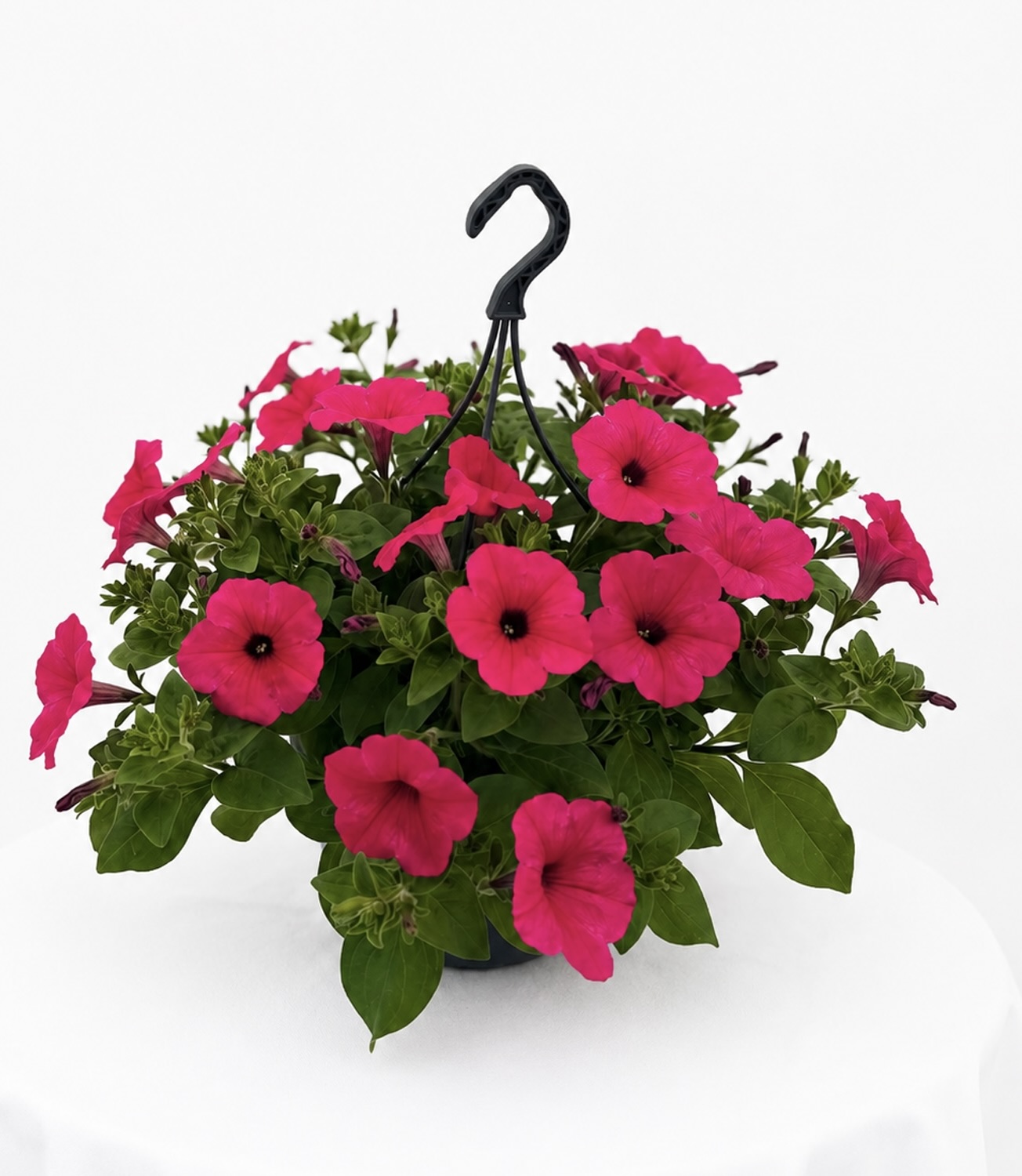  - Plant foto