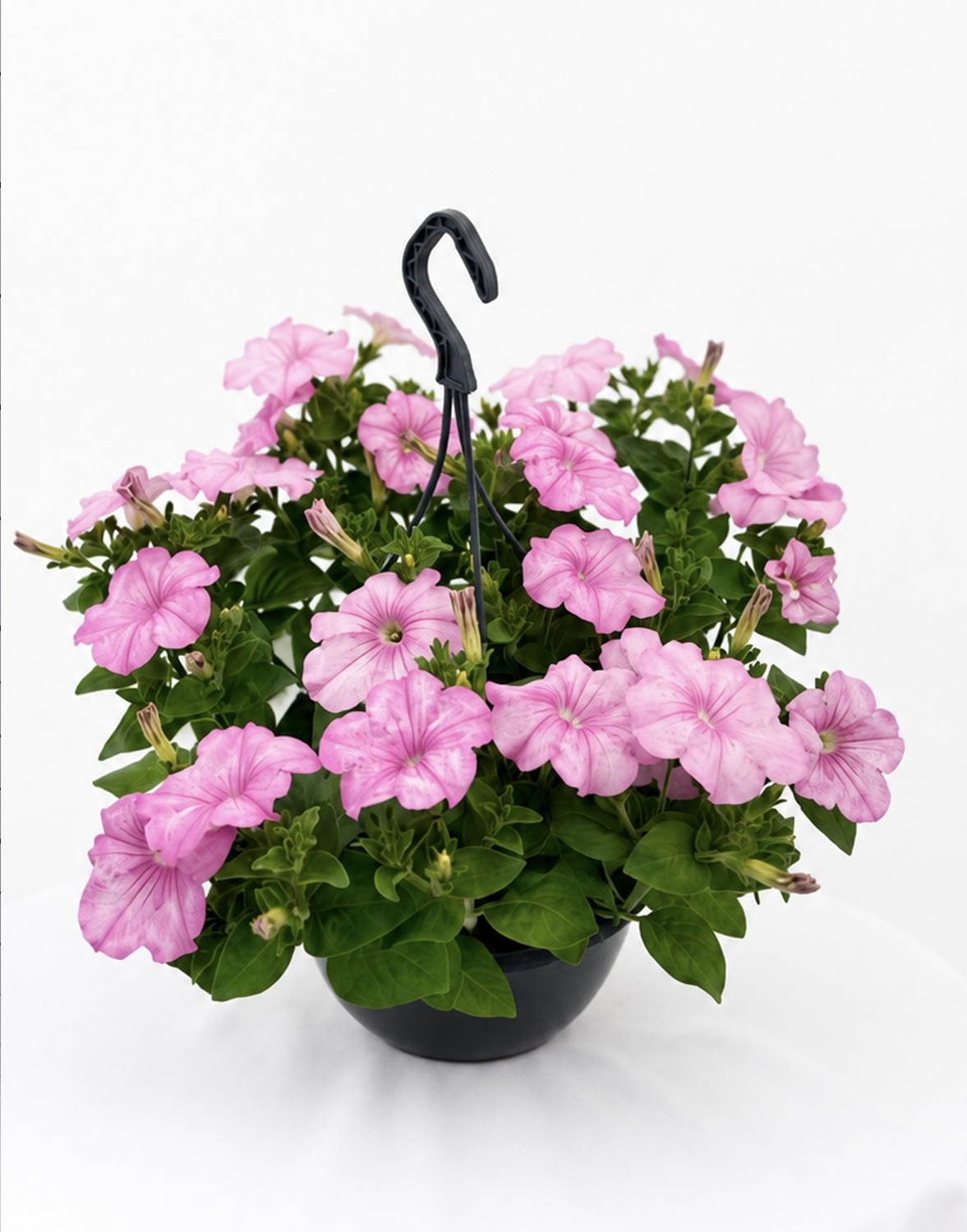  - Plant foto