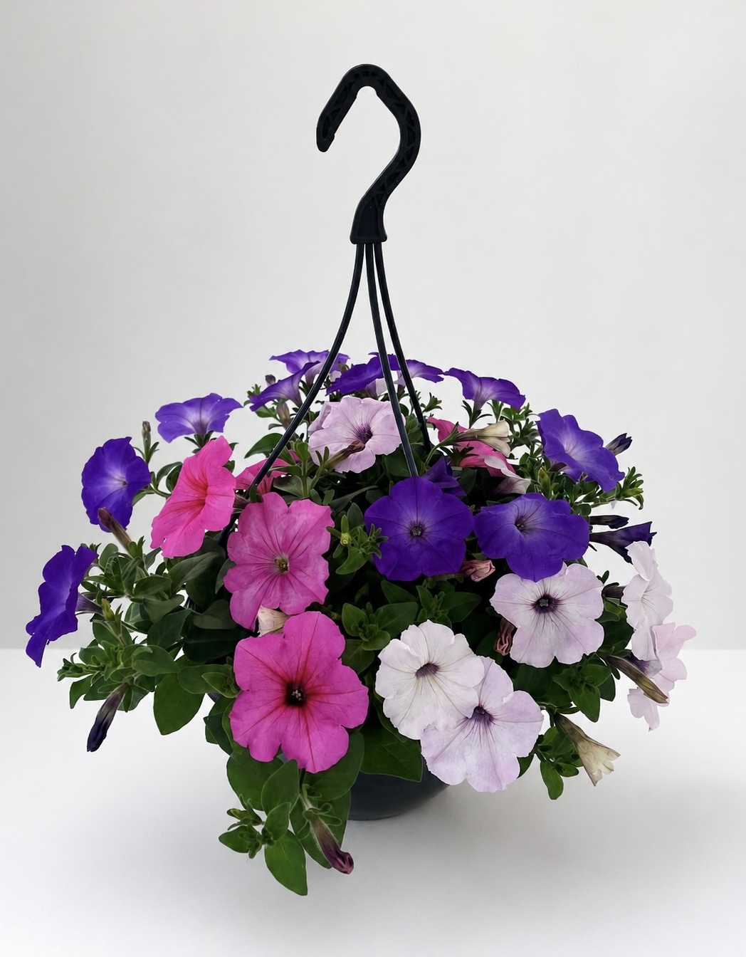  - Plant foto